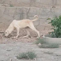 توله سگ پژدر عراقی