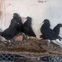 شش تا جوجه دم سفید