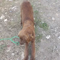 سگ شکاری ماده جوان، زیبا و پر انرژی