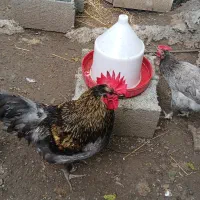 تخم نطفه دار آیسبار فرانسوی
