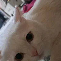 جفت گیری گربه