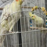 عروس هلندی جفت باتخم
