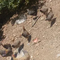 فروش 7عددمرغ تخم گذاربا1عددخروس
