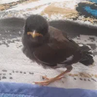 مرغ مینا شاه تخم نر