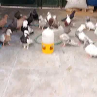 کبوتر جوجه‌ بهبهونی