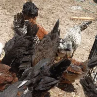 مرغ و خروس گلین و محلی