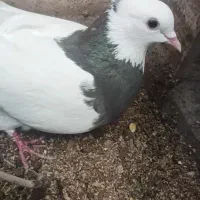 جفت طوقی با جوجه