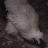 خروس ابریشمی