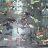 گوپی ماهی زنده زا