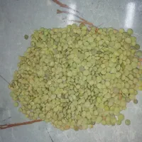 عدس تازه امسالی