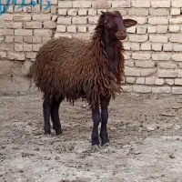 بره قوچ همو