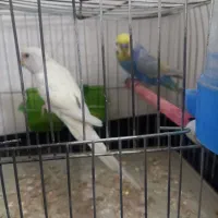 یک جفت مرغ عشق سرحال نژاد هلندی رنگین کمانی معاوظه