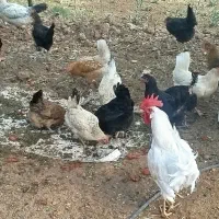 مرغ و خروس