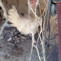 مرغ خونگی تخمی