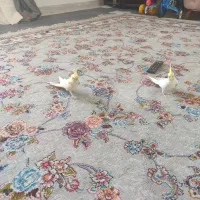 جوجه عروس هلندی