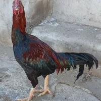 خروس لاری