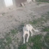 سگ گله ای|سگ|دماوند, دماوند|دیوار