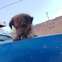 سگ پاکوتاه