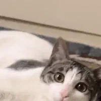 گربه ماده جهت جفت گیری