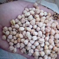 نخود|خوردنی و آشامیدنی|گل تپه, |دیوار