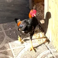 مرغ و خروس کوشامو