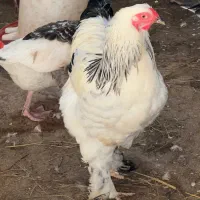فروش خروس برهما