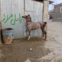 کره مادیان