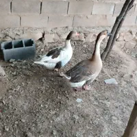 قوغاز وغاز