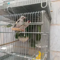 پرنده سهره