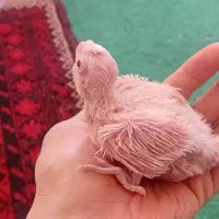 جوجه البینو