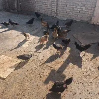 مرغ و خروس