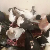 کفتر پرش