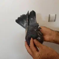 کفتر کبوتر قاره نر فوق العاده،پرشی