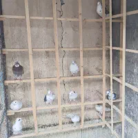 کبوتر|پرنده|ماهان, |دیوار
