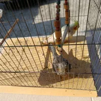 عروس هلندی