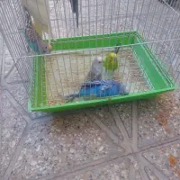 مرغ عشق دو جفت