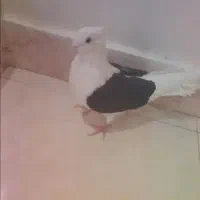 کفتر دوکت