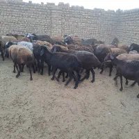 میش قزل وقره قزل