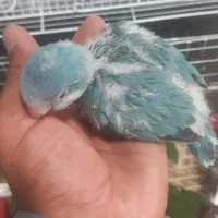 راهب آبی سرلاکی