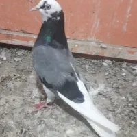 ماده پتی والا