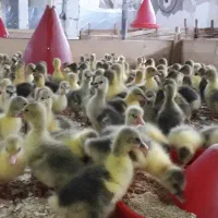 تولیدی جوجه غاز /قوغاز/وبوقلمون