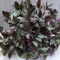 گل سایه ی بنفش