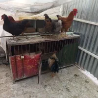 مرغ و خوروس
