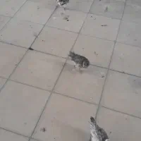 جوجه مرغ ۳ ماهه