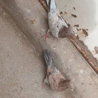 فروش کبوتر ساز