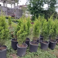 فروش گلهای بیرونی
