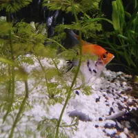 ماهی آکواریومی آنجل