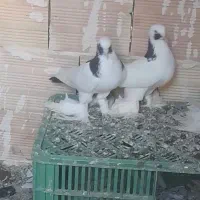 فروش کبوتر