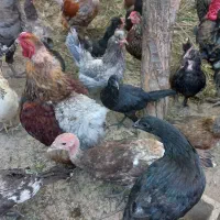 تخم نطفه دار