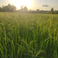 زمین  کشاورزی .رشت.قاضیان